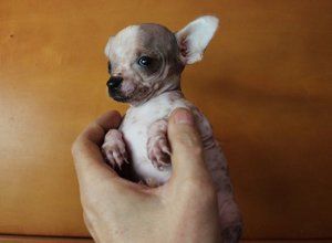 hembras-hairless-chihuahua