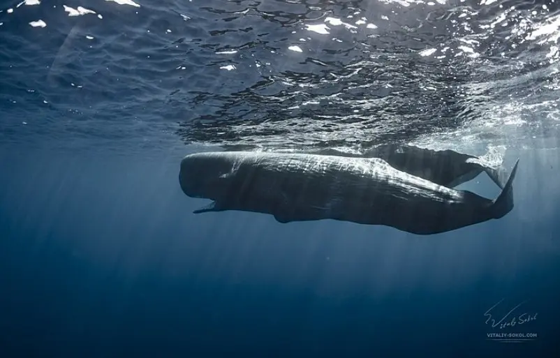 Physeter macrocephalus: Cachalote