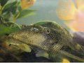 Hypostomus punctatus: plecostomo punteado