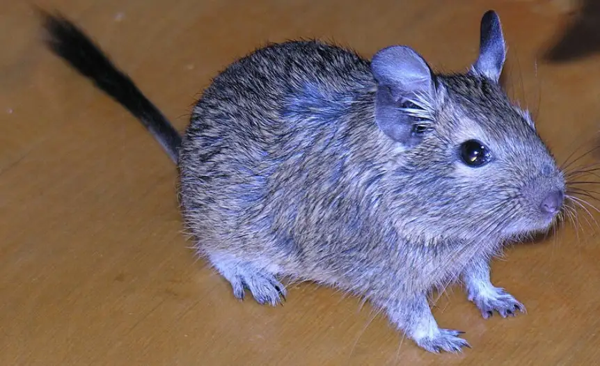 Octodon degus, mamíferos roedores