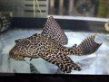 Pterygoplichthys gibbiceps: pleco mariposa