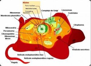 Células animales