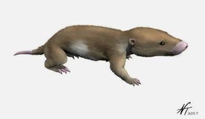 Origen y evolución de los mamíferos