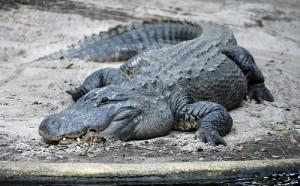 Alligator Mississippiensis