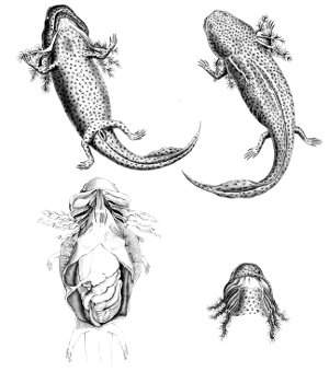 Anatomía fisiología de caudados o urodelos, ejemplo del grupo salamandra