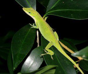 Anolis carolinensis, falso camaleón