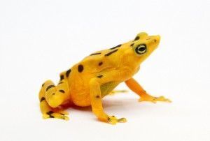 Atelopus zeteki