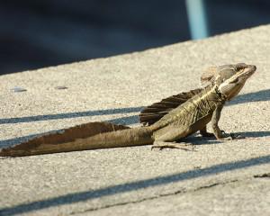 Basiliscus vittatus, basilisco marrón