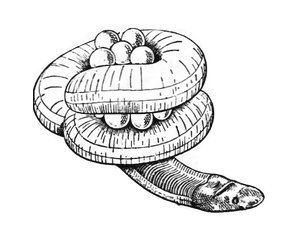 Ceylon caecilian