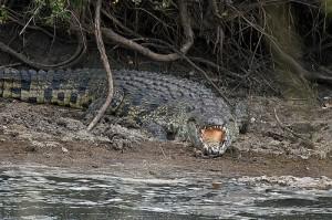 Crocodylus niloticus