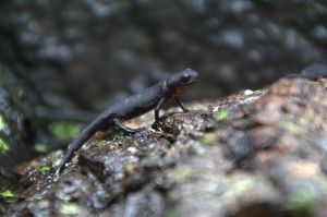 Cynops orientalis, tritón vientre de fuego