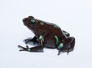 Dendrobates auratus, rana punta de flecha verdinegra