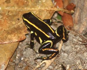 Rana punta de flecha, Dendrobates truncatus