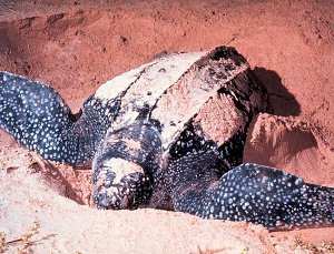 Dermochelys coriacea, tortuga laúd