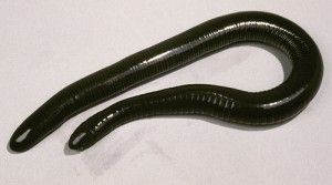 Dermophis mexicanus, Mexican Caecilian