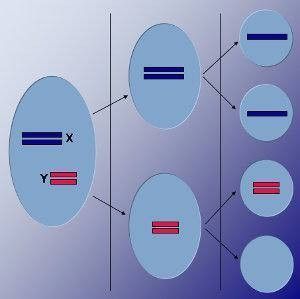 Función de reproducción de las células en animales