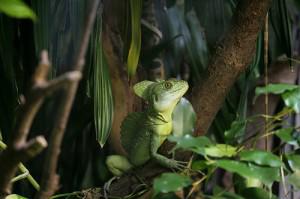 Sistemas de humedad en el terrario