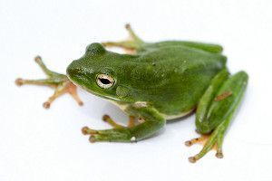 Hyla cinerea: rana arborícola verde americana