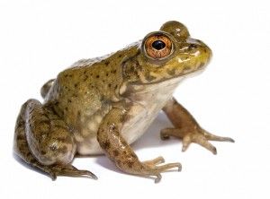 Lithobates catesbeianus, rana toro