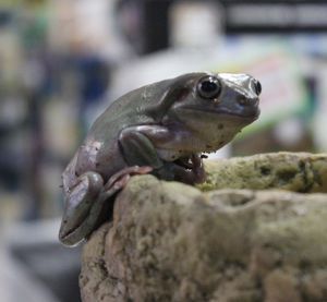 Litoria caerulea