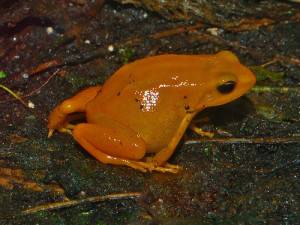 Mantella aurantiaca o Golden Mantella