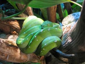 Morelia viridis