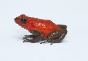 Oophaga pumilio, rana punta de flecha fresa