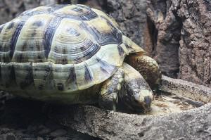 Testudo graeca