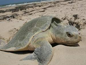 Tortuga bastarda, Lepidochelys kempii