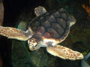 Caretta caretta, características y hábitos