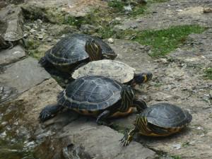 Trachemys scripta troosti