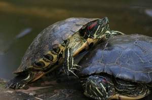 Trachemys scripta elegans