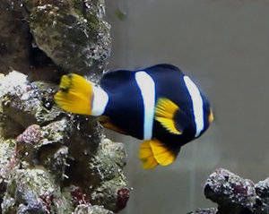 Amphiprion clarkii