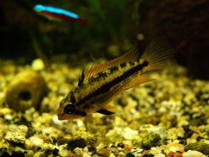 Apistogramma borellii, Umbrella o Dwarf Cichlid