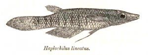 Aplocheilus lineatus