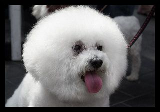 Bichón frisé