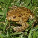 bufo-bufo