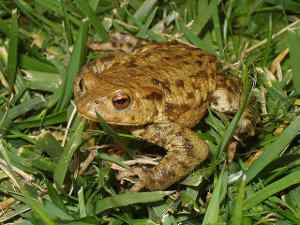 Bufo bufo, sapo común