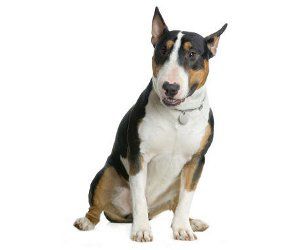 Bull terrier