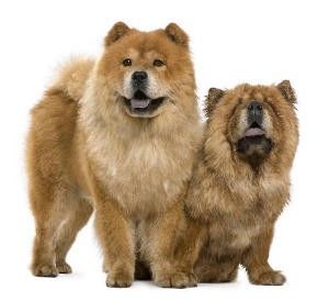 Chow chow