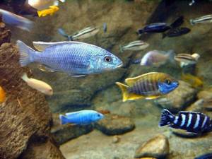 Ciclidos, peces perteneciente a la familia cichlidae