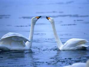 Comportamiento de las aves en la reproducción, defensa, medio o alimentación.