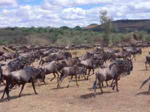 Comportamiento social de los animales y estilos de vida