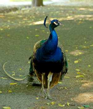 Cuidados y mantenimiento animales del zoo