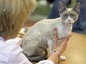 Devon rex