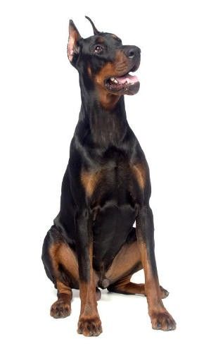 Doberman