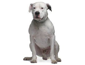 Dogo argentino