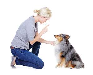 Conseguir que el perro acuda a la llamada