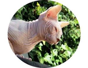 Estándar sphynx, el gato sin pelo