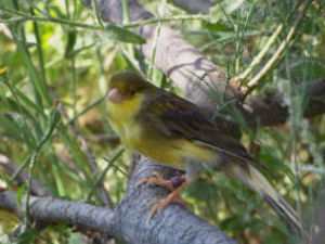 Canario doméstico, Serinus canaria domestica, historia, origen